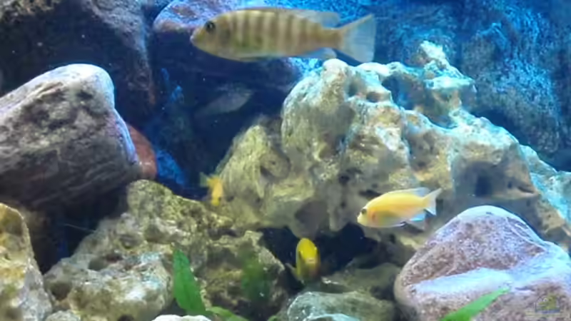 Besatz im Aquarium Malawi Becken 450 von MF80 (22)