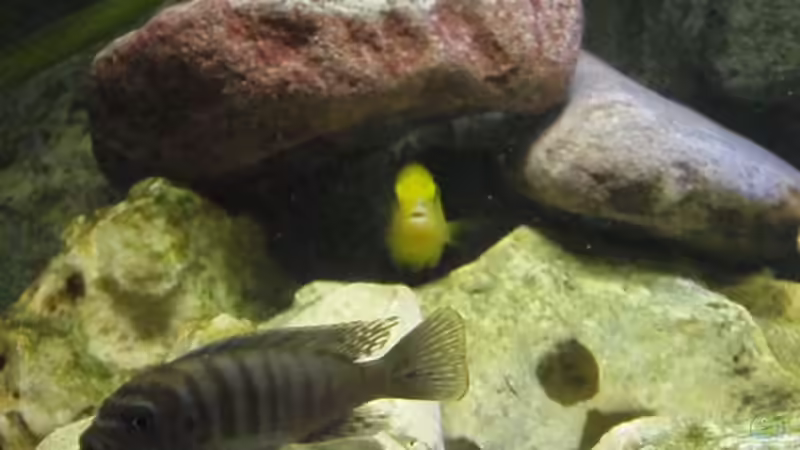 Besatz im Aquarium Malawi Becken 450 von MF80 (24)