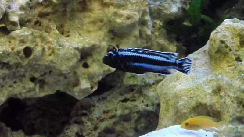 Besatz im Aquarium Malawi Becken 450 von MF80 (25)