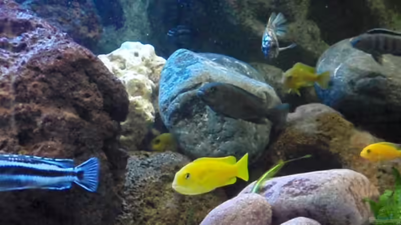 Besatz im Aquarium Malawi Becken 450 von MF80 (27)