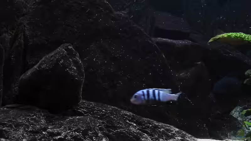 Besatz im Aquarium Malawi Becken (aktuell nicht in Betrieb) von Markus Koller (17)