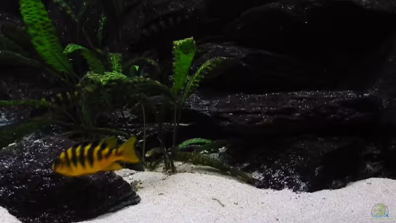 Besatz im Aquarium Malawi Becken (aktuell nicht in Betrieb) von Markus Koller (20)