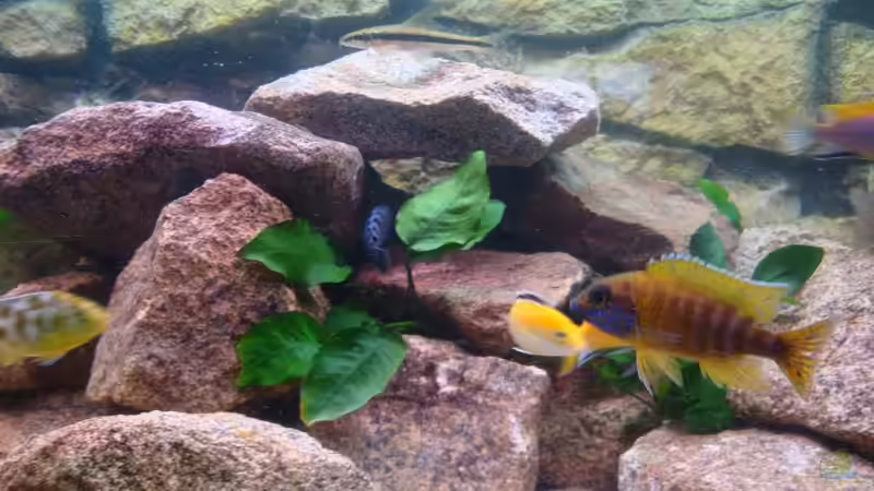 Besatz im Aquarium Malawi Becken Juwel von Sebastian Stadler (5)