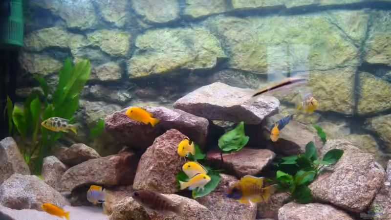 Besatz im Aquarium Malawi Becken Juwel von Sebastian Stadler (6)