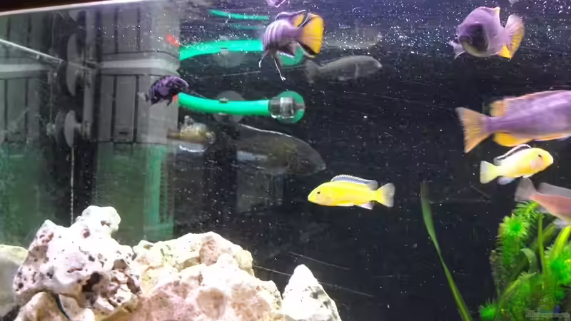Besatz im Aquarium Malawi Becken von Checker (3)