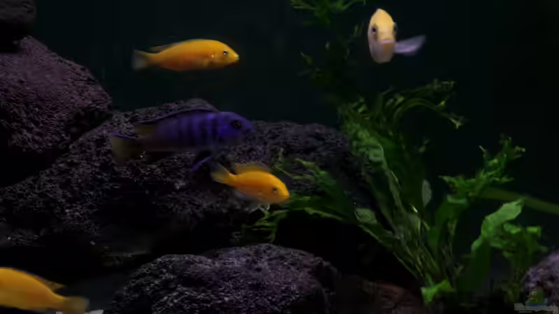 Besatz im Aquarium Malawi Becken von hsrk1287 (4)