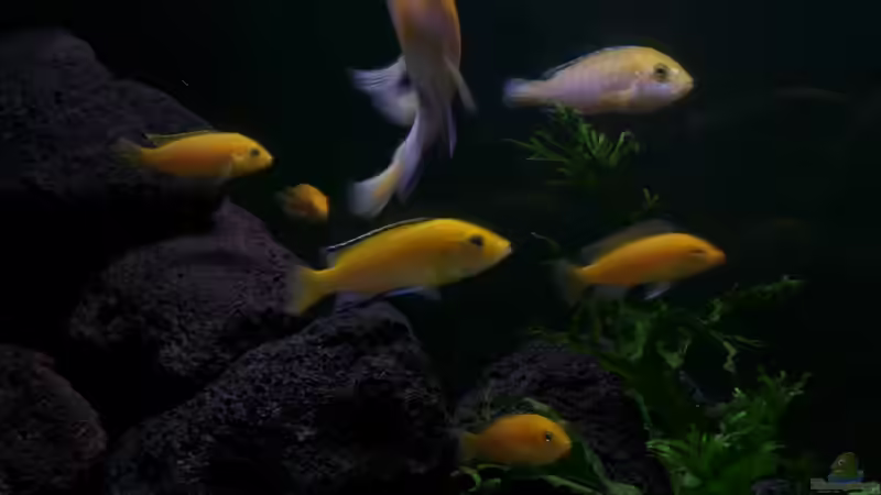 Besatz im Aquarium Malawi Becken von hsrk1287 (5)
