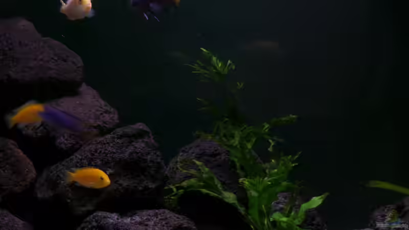 Besatz im Aquarium Malawi Becken von hsrk1287 (6)