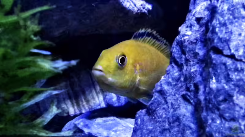Besatz im Aquarium Malawi Becken von René L. (31)