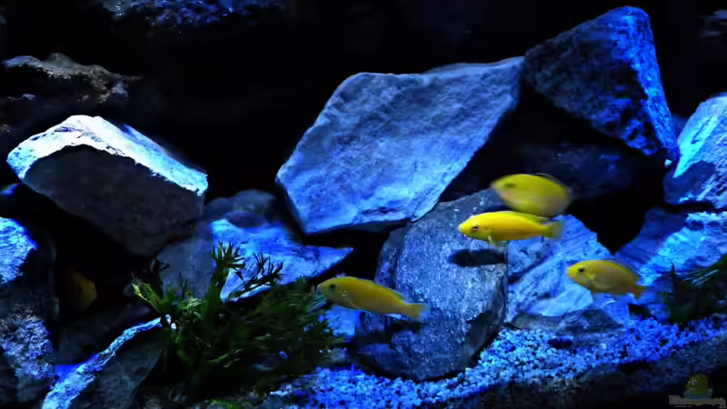 Besatz im Aquarium Malawi Becken von René L. (32)