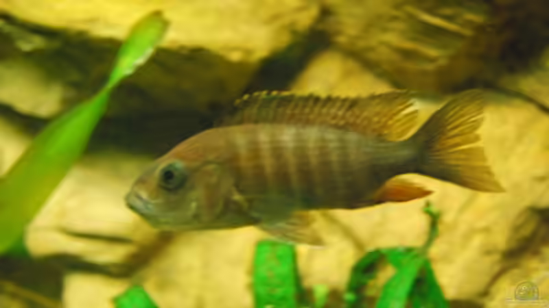 Besatz im Aquarium malawi Becken von schwiizerfisch93 (17)