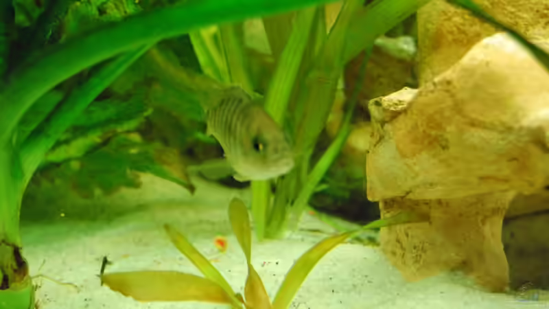 Besatz im Aquarium malawi Becken von schwiizerfisch93 (21)