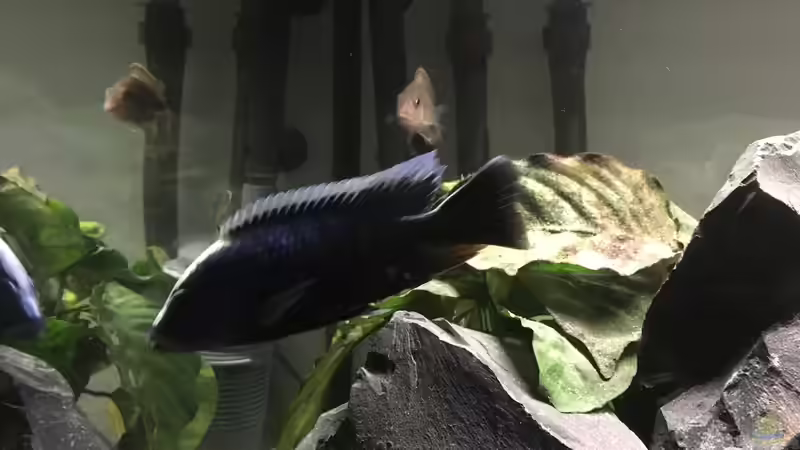 Besatz im Aquarium Malawi Becken von Stefan Neubert (11)