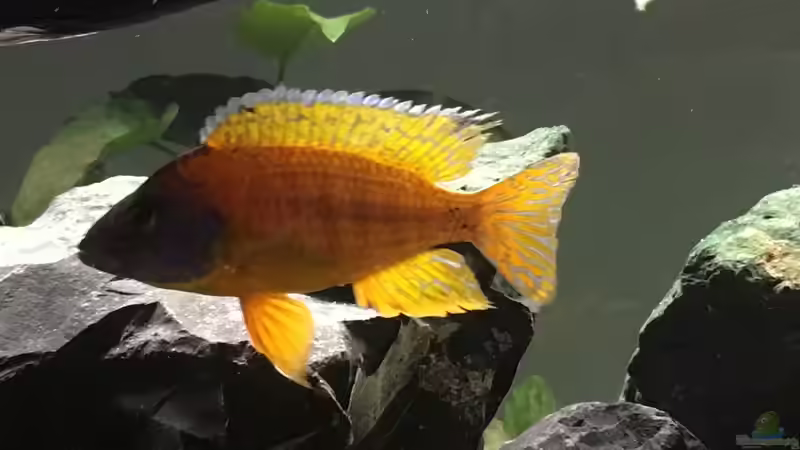 Besatz im Aquarium Malawi Becken von Stefan Neubert (12)