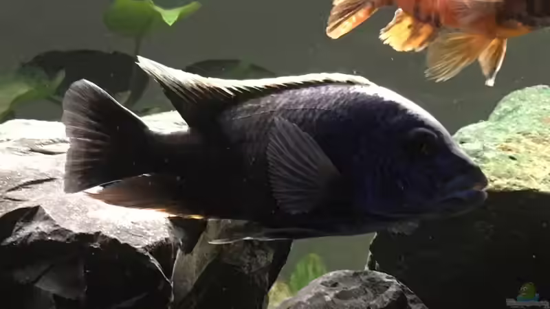 Besatz im Aquarium Malawi Becken von Stefan Neubert (13)