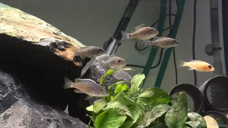 Besatz im Aquarium Malawi Becken von Stefan Neubert (14)
