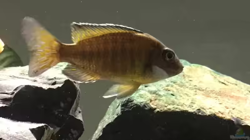 Besatz im Aquarium Malawi Becken von Stefan Neubert (16)