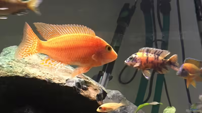 Besatz im Aquarium Malawi Becken von Stefan Neubert (17)