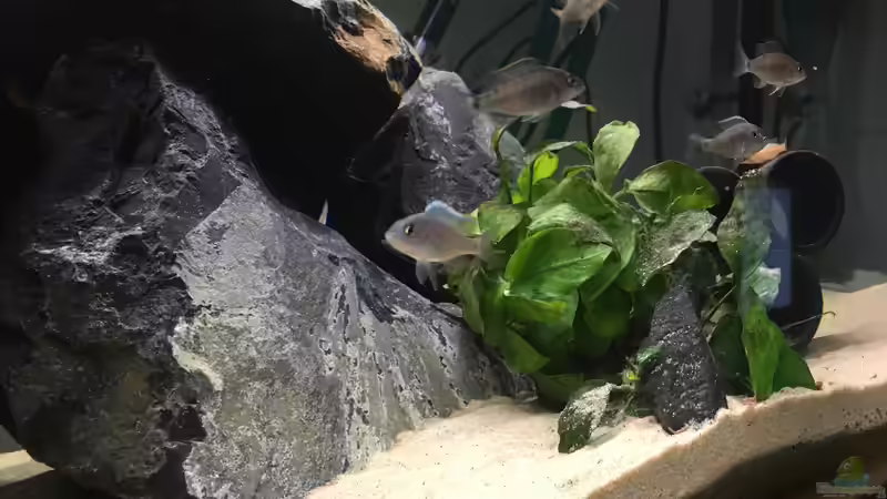 Besatz im Aquarium Malawi Becken von Stefan Neubert (5)