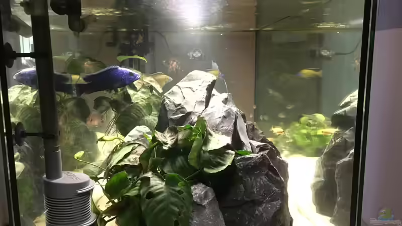 Besatz im Aquarium Malawi Becken von Stefan Neubert (7)