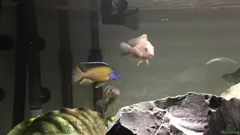 Besatz im Aquarium Malawi Becken von Stefan Neubert (8)