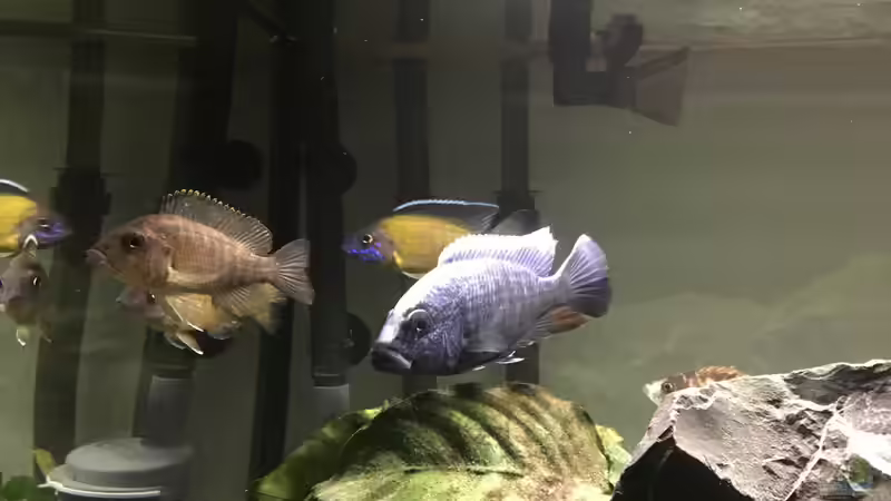 Besatz im Aquarium Malawi Becken von Stefan Neubert (9)