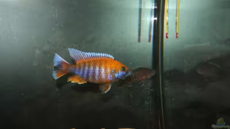 Besatz im Aquarium Malawi Becken von Yves Luchsinger (12)