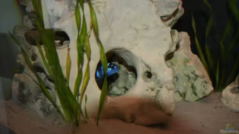 Besatz im Aquarium Malawi Becken von Yves Luchsinger (13)