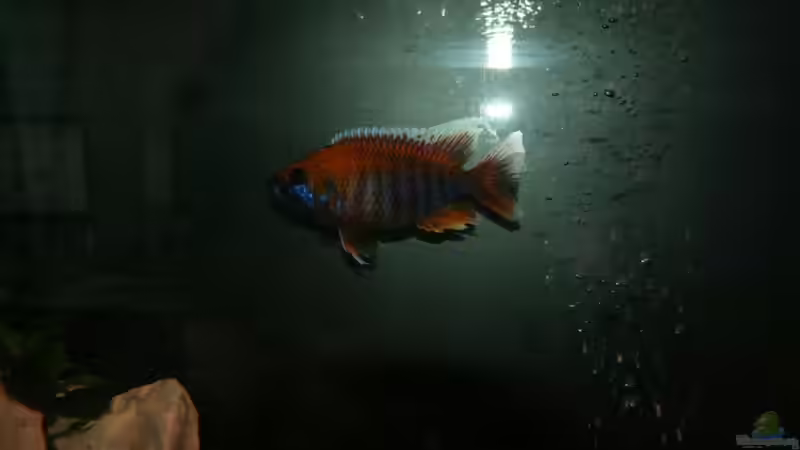 Besatz im Aquarium Malawi Becken von Yves Luchsinger (14)