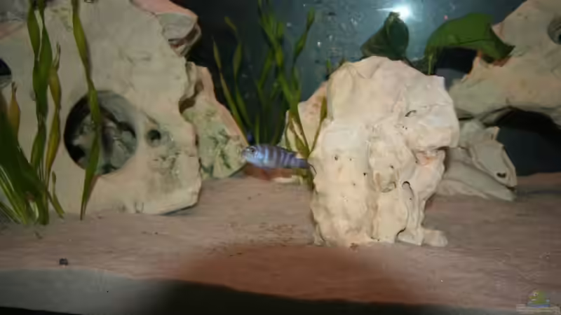 Besatz im Aquarium Malawi Becken von Yves Luchsinger (15)