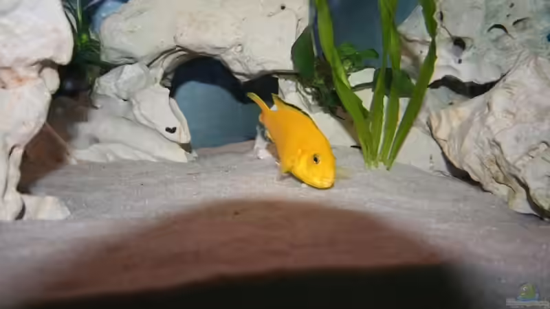 Besatz im Aquarium Malawi Becken von Yves Luchsinger (16)