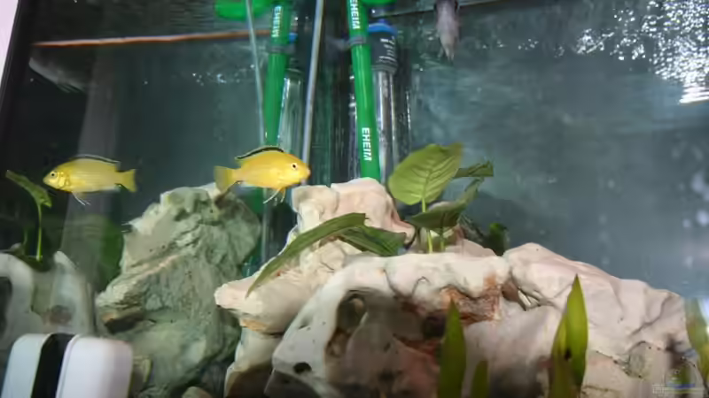 Besatz im Aquarium Malawi Becken von Yves Luchsinger (18)