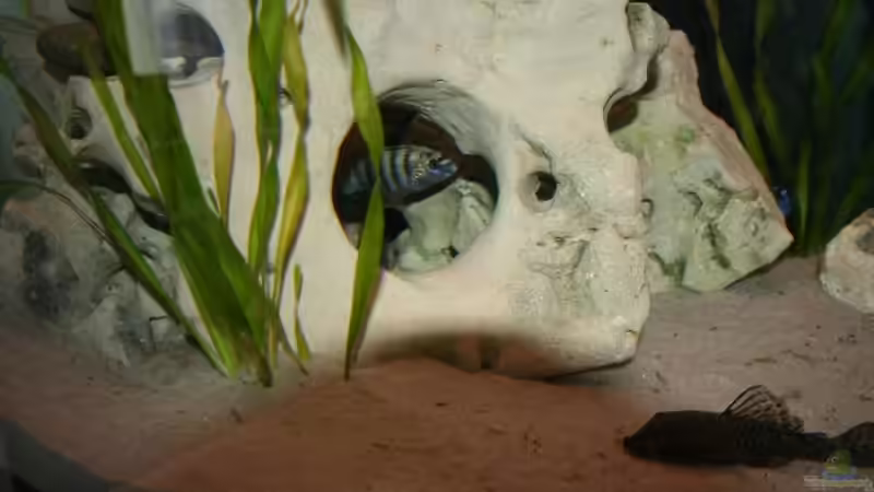 Besatz im Aquarium Malawi Becken von Yves Luchsinger (20)