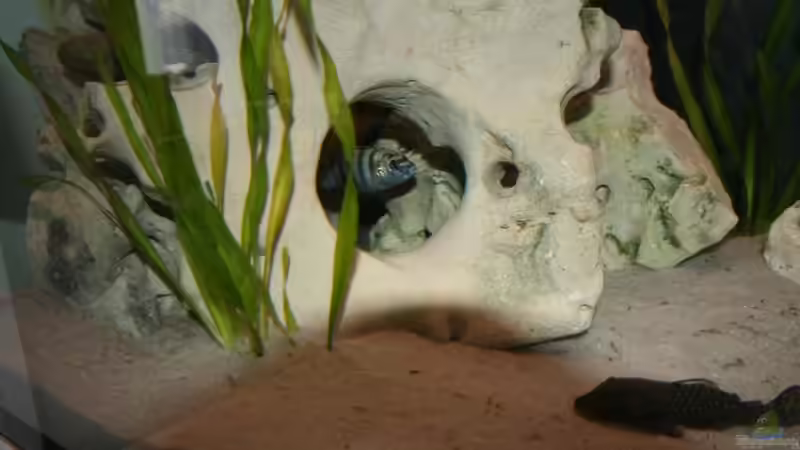 Besatz im Aquarium Malawi Becken von Yves Luchsinger (21)