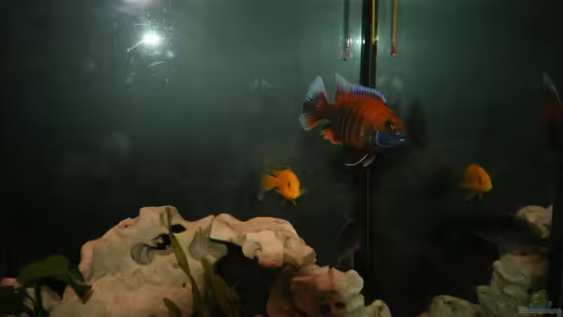 Besatz im Aquarium Malawi Becken von Yves Luchsinger (22)