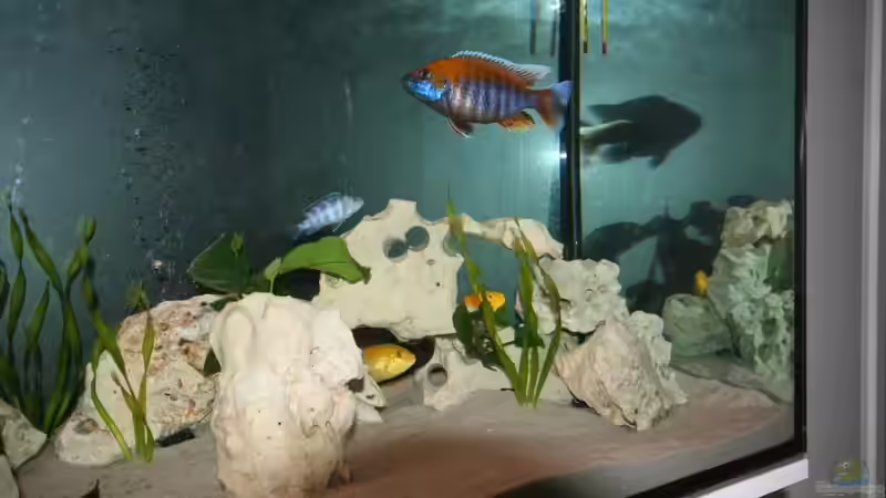 Besatz im Aquarium Malawi Becken von Yves Luchsinger (23)