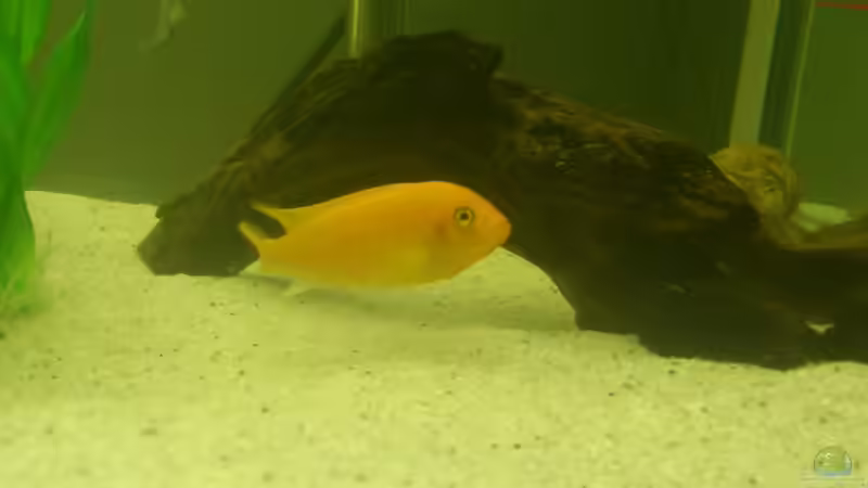 Besatz im Aquarium Malawi Buntbarsche von Baron87 (4)