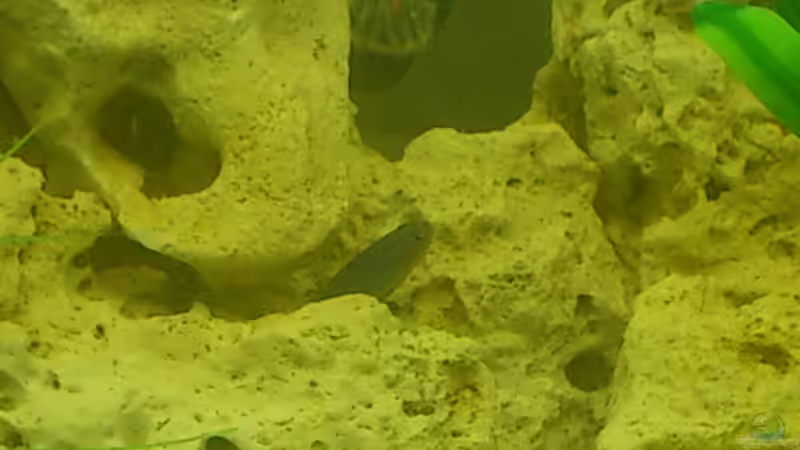 Besatz im Aquarium Malawi Buntbarsche von Baron87 (5)