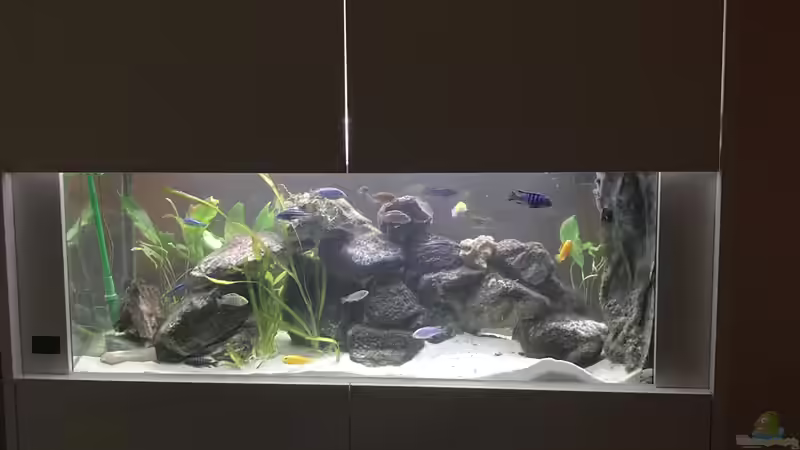 Besatz im Aquarium Malawi-Durchsichtbecken von Alex 75 (6)