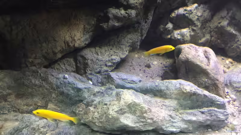 Besatz im Aquarium Malawi Geröllzone von Lippi (25)