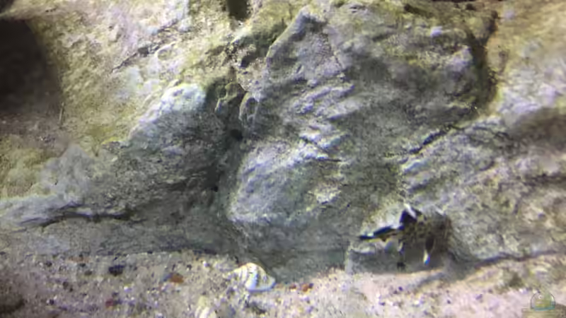 Besatz im Aquarium Malawi Geröllzone von Lippi (26)