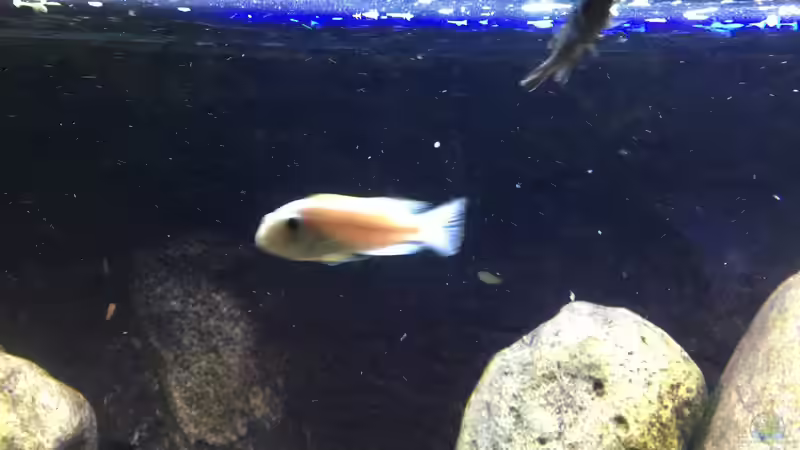 Besatz im Aquarium Malawi Geröllzone von Lippi (28)