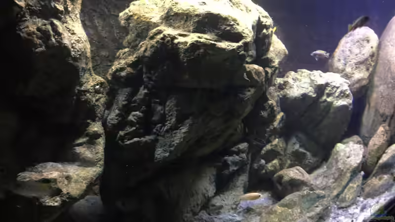 Besatz im Aquarium Malawi Geröllzone von Lippi (29)