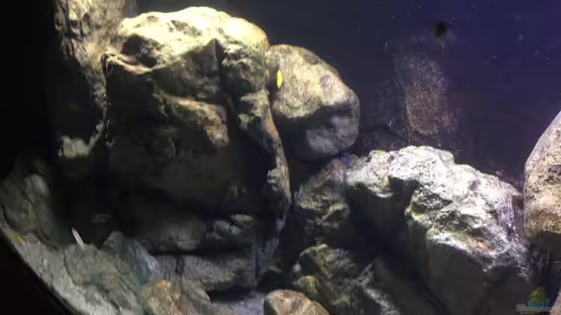 Besatz im Aquarium Malawi Geröllzone von Lippi (30)