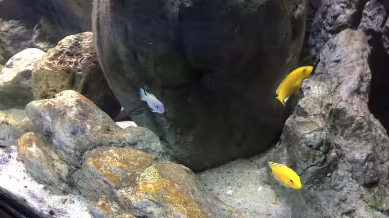 Besatz im Aquarium Malawi Geröllzone von Lippi (32)