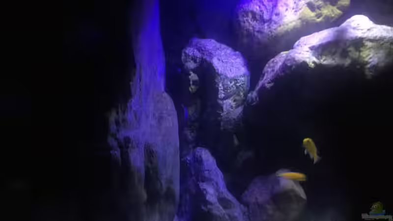 Besatz im Aquarium Malawi Geröllzone von Lippi (33)