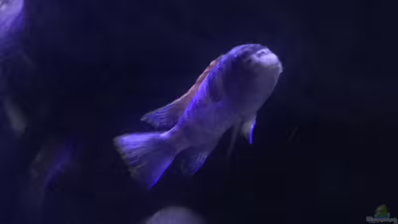 Besatz im Aquarium Malawi Geröllzone von Lippi (34)