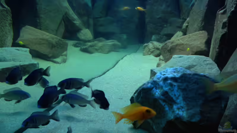 Besatz im Aquarium Malawi Harmony von Vidi (10)