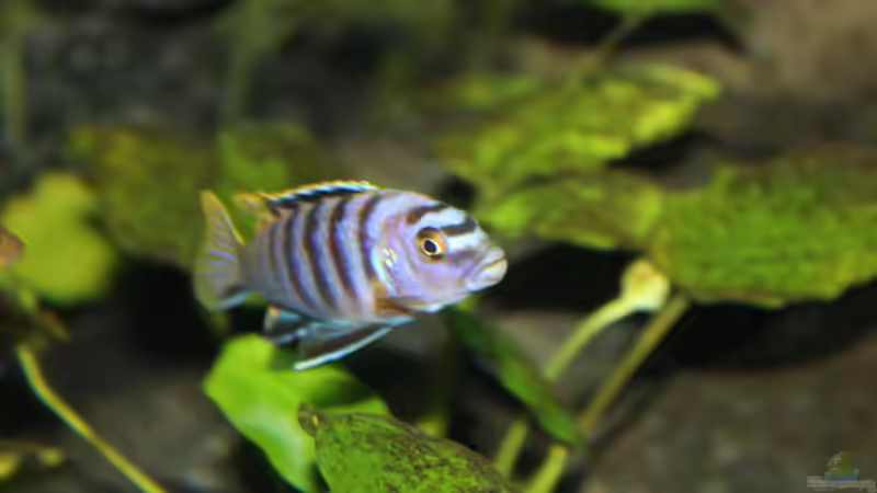 Besatz im Aquarium Malawi Juwel Trigon 350 von Gunnar2060 (56)