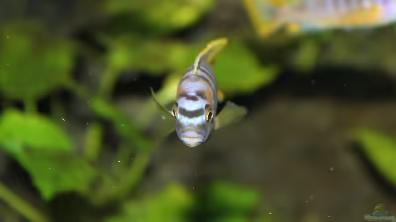 Besatz im Aquarium Malawi Juwel Trigon 350 von Gunnar2060 (57)